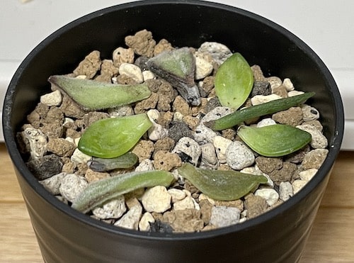 多肉植物を枯らしてしまった反省と今後について