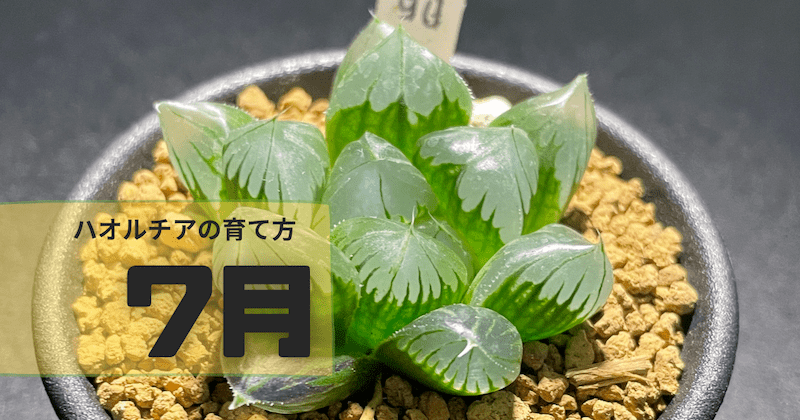 【7月】ハオルチアの育て方_温度/湿度に注意して夏を乗り越えよう